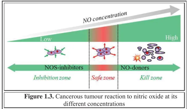 Figure 1.3. Cancerous tumour reaction to nitric oxide at its  different concentrations