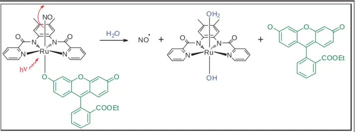 Fig. 1.19 The process for the release of nitric oxide with the simultaneous  liberation of the dye molecule from 1-FlEt  