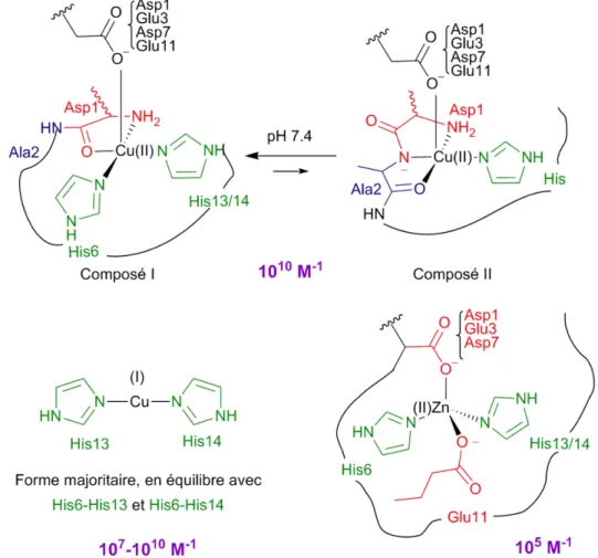 Figure I-2. Figure représentant les différentes coordinations des ions métalliques avec Aβ ainsi que les constantes d’affinité  correspondantes, à pH 7.4