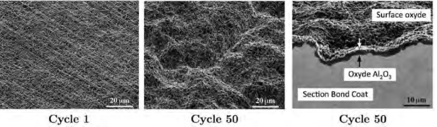 Figure 17 : Microscopies montrant  le phénomène de rumpling d’une couche de liaison de type (Ni, Pt)Al entre le 1 ier  et  le 50 ème cycle d’une heure à 1200 °C [50]