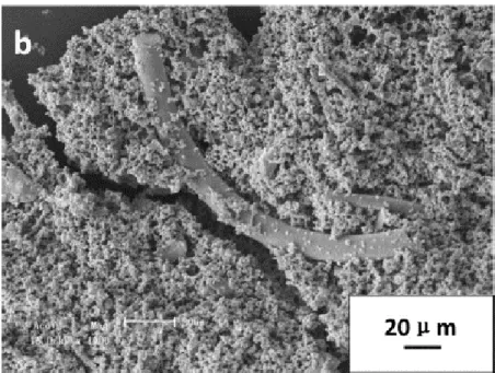 Figure 32 : D éviation de la fissure au sein de la céramique grâce à une fibre d’alumine [89]