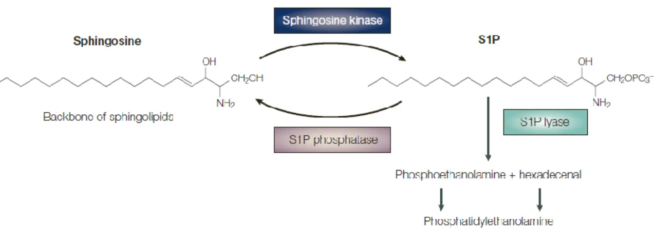 Figure 1.11 : Formation et dégradation de la S1P [17]. 