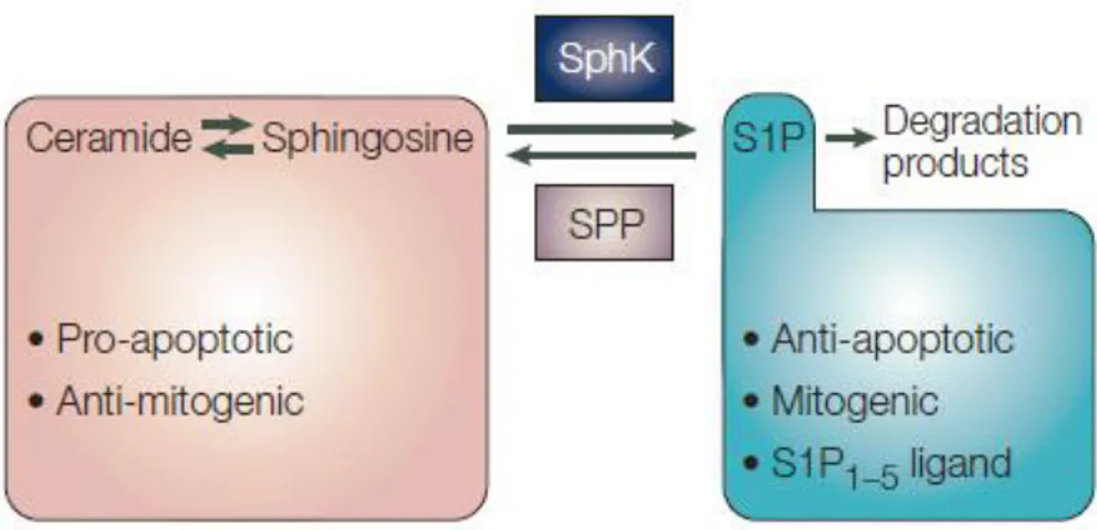 Figure 1.13 : Le rhéostat sphingolipidique. Abréviations : SphK sphingosine kinase, SPP S1P phosphatase [17]