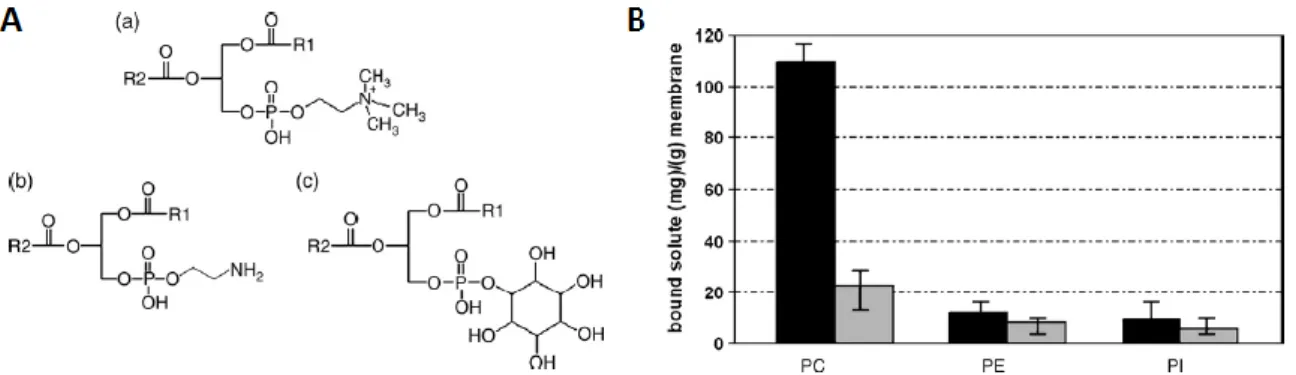 Figure 2.1 : A) Structures chimiques de la phosphatidylcholine PC (a), de la phosphatidyléthanolamine PE (b) et  du phosphatidylinositol PI (c)