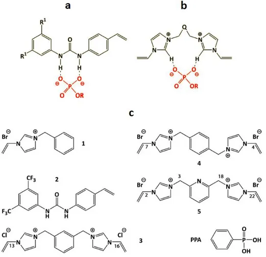 Figure  2.5  :  Interactions  hydrogènes  théoriques  entre  le  groupe  phosphate  de  la  molecule  template  et  le  monomère 1,3-diarylurea (a) ou le monomère bis-imidazolium (b)