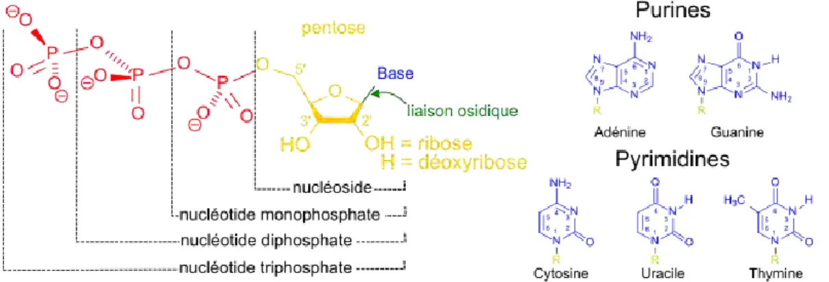 Figure 1-1 : Nucléotides et bases nucléiques. Issu de https://fr.wikipedia.org/wiki/Base_azot%C3%A9e  