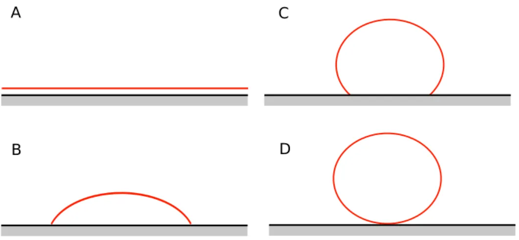 Figure 1.2: Spreading of liquids on solid surfaces. A: Total wetting. B: Partial wetting