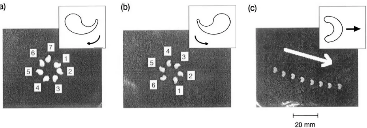 Figure 1.15: Camphor systems on liquid surfaces. A: Motion of camphor scrappings with different geometries that lead