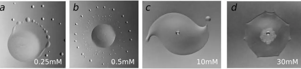 Figure 2.9: Différents régimes controlés par la concentration de CTAB. a: Etalement. b: Pulsation