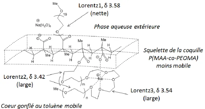 Figure II. 5. Dessin de la structure de l’interface cœur-coquille proposée pour le latex TPP@CCM gonflé au  toluène à pH 13,6