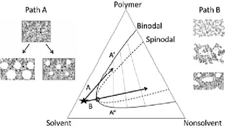 Fig. 3. Phase diagram with schematically shown bimodal demixing (path A) and spinodal 