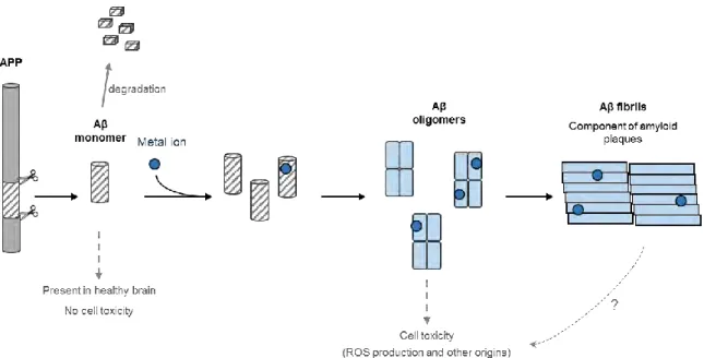 Figure I.B-4: Schematic representation of the amyloid cascade hypothesis with the intervention of metal  ions