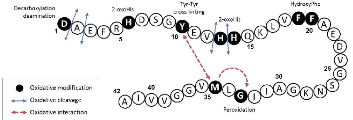 Figure I.C-9: Schematic view of the different oxidative modifications (black circle), cleavages (blue  arrows) and interactions (red arrows) undergone by the Aβ 42  peptide during the copper-mediated 
