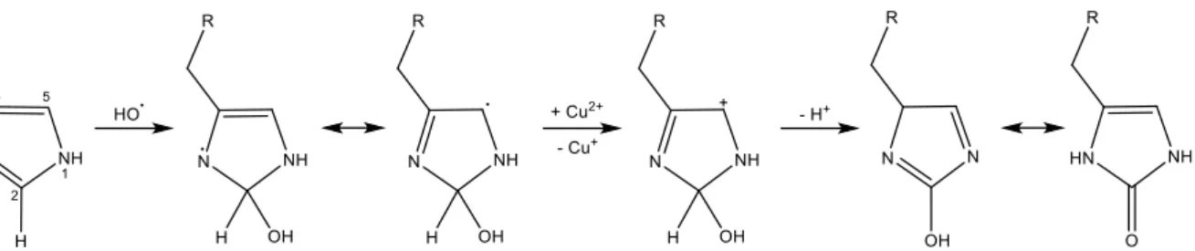 Figure I.C-11: 2-oxo-histidine formation from the oxidative attack of hydroxyl radical at the C-2 position  of the imidazole ring of Histidine  [105]