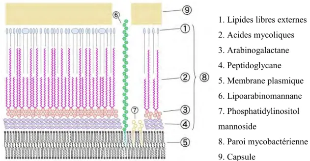 Figure 6 : Schéma de l'enveloppe mycobactérienne. Source : domaine public. © Wikimédia Commons 