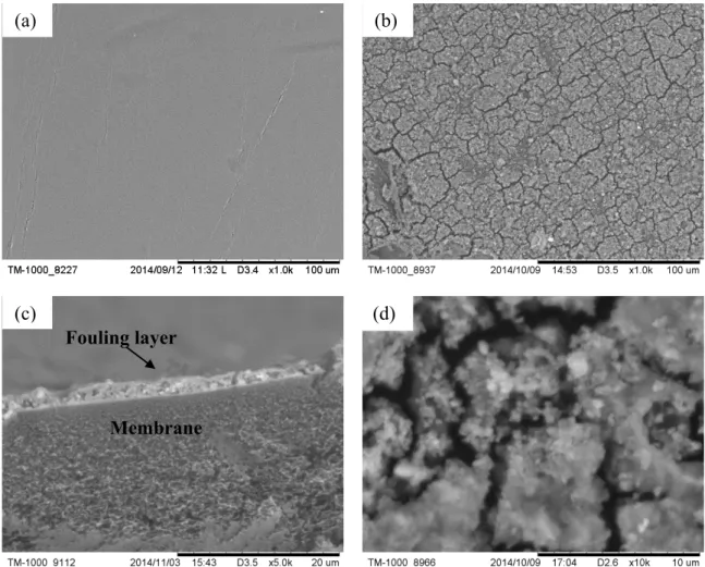 Fig. III-11 SEM images of virgin and fouled membrane: (a) Clean membrane surface 1000 ×; (b) fouled  membrane 1000 ×; (c) Section of fouled membrane 5000 ×; (d) Fouled membrane surface10000 ×