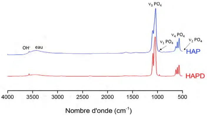 Figure III.4 : Spectres FTIR des poudres HAP et HAPD. III.1.2.4.2  Spectroscopie Raman 