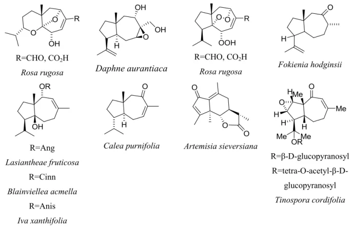 Figure 12 : Structures de daucanes sesquiterpènes isolées de différentes sources.   I.2.3.1.3  Sesquiterpènes de Ferula  