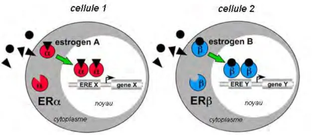 Figure 22 : Fixation, dimérisation et translocation du complexe œstrogène-récepteurs dans la cellule  (Krust A et al., 1986)