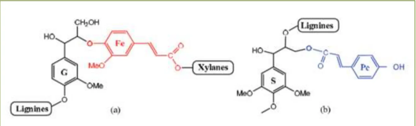 Figure I.20 : Principales structures liant les lignines aux acides p-hydroxycinnamiques Pc et Fe  identifiées au sein des parois de graminées