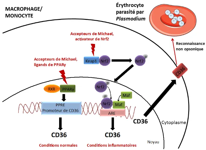 Figure 18 : Voies de régulation du récepteur scavenger CD36 dans le macrophage/monocyte