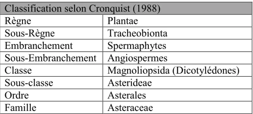 Tableau 1 : Position taxonomique de la famille des Asteraceae selon Cronquist (1988) 