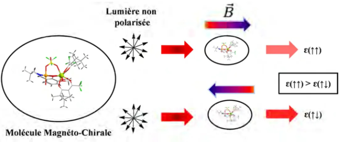 Figure 2 : Dichroïsme magnéto-chirale. 