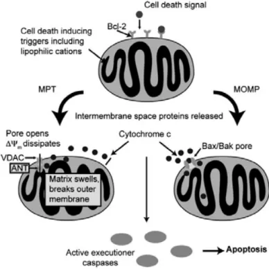 Figure  2-12.  A  cartoon  depicting  reported  by  Berners-Price  et  al. 41   concerning  apoptosis 