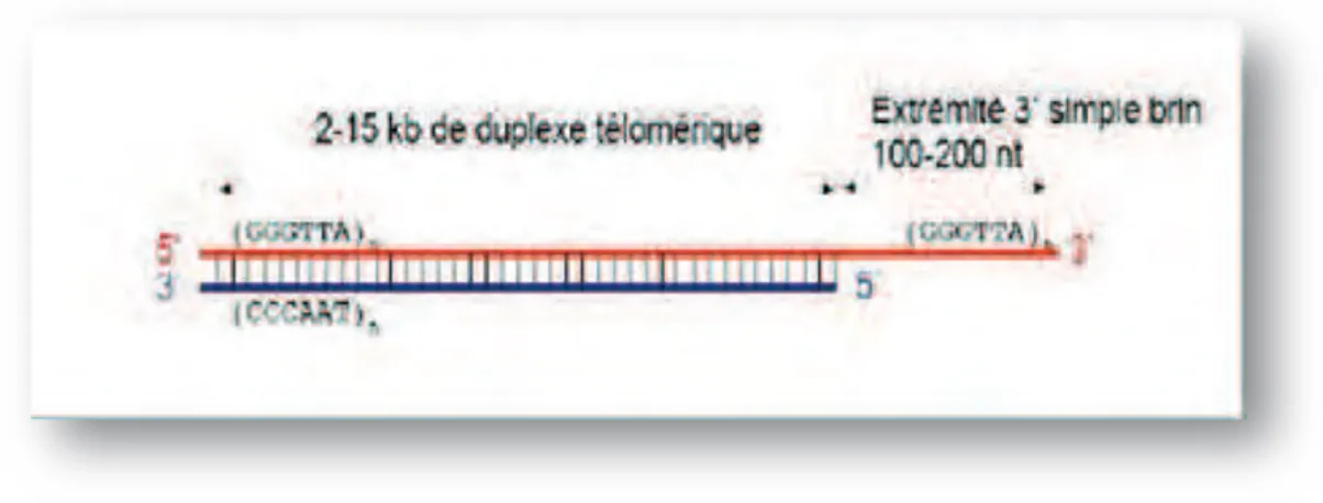 Figure 10 : ADN télomérique humain. 