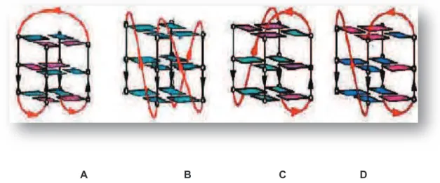 Figure 11 : structure des quadruplexes intramoléculaires pour la séquence télomérique humaine : A