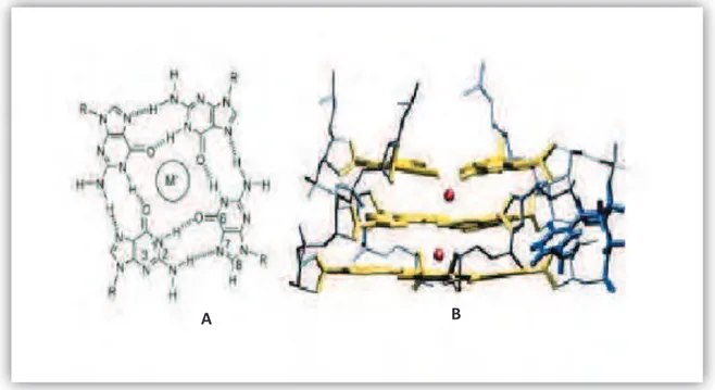 Figure 12 : A. Tétrade de guanines. M+ est un cation, métallique ou non. B. G-quadruplexe : les  guanines constituant les tétrades sont représentées en jaune, les acides nucléiques constituant les 