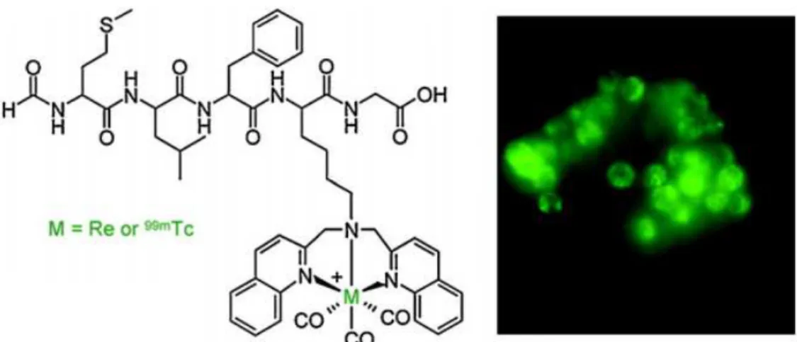 Figure 35 : Complexe Re-SAACQ et images de leucocytes humains incubés avec 50 nM de ce complexe en  microscopie de fluorescence