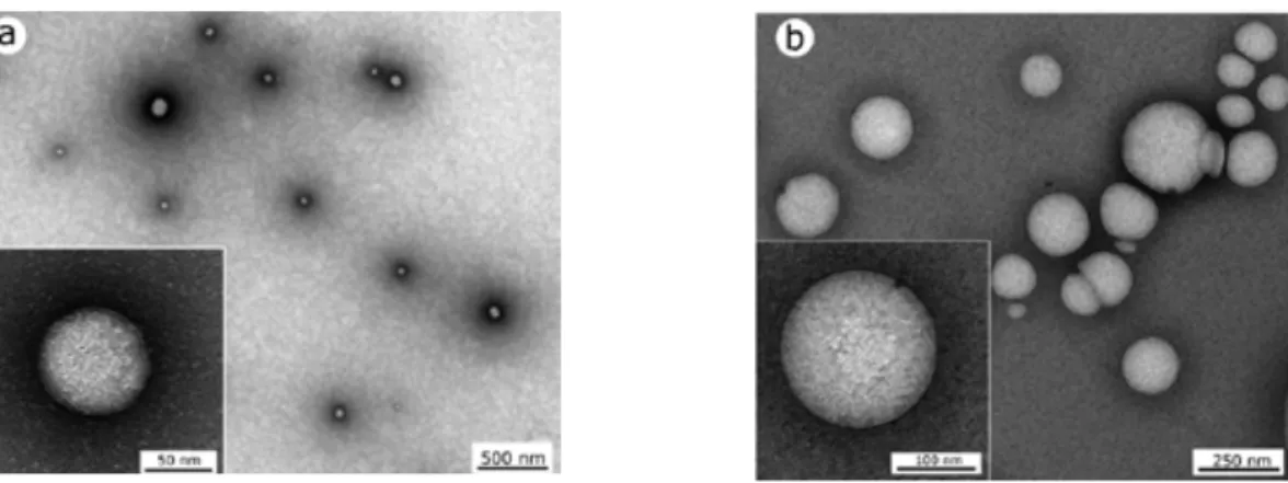 Figure 7. TEM photos de IIc-Tf et IId-Tf à des concentrations équivalentes 5 CAC 