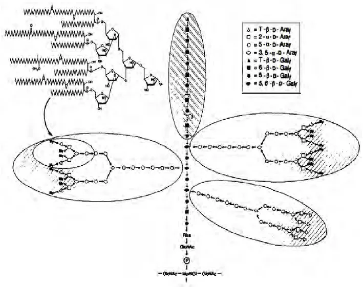 Figure 38 : Représentation de la structure chimique du complexe mycolyl-arabinogalactane-peptidoglycane
