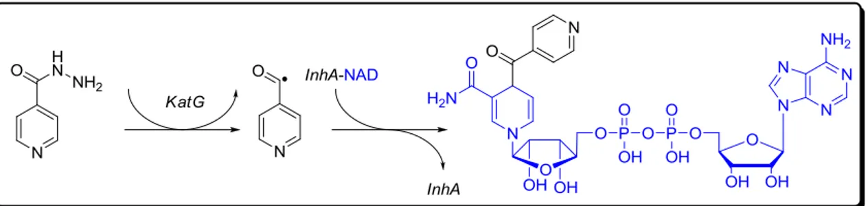 Figure 40 : Activation et action de l'INH. 