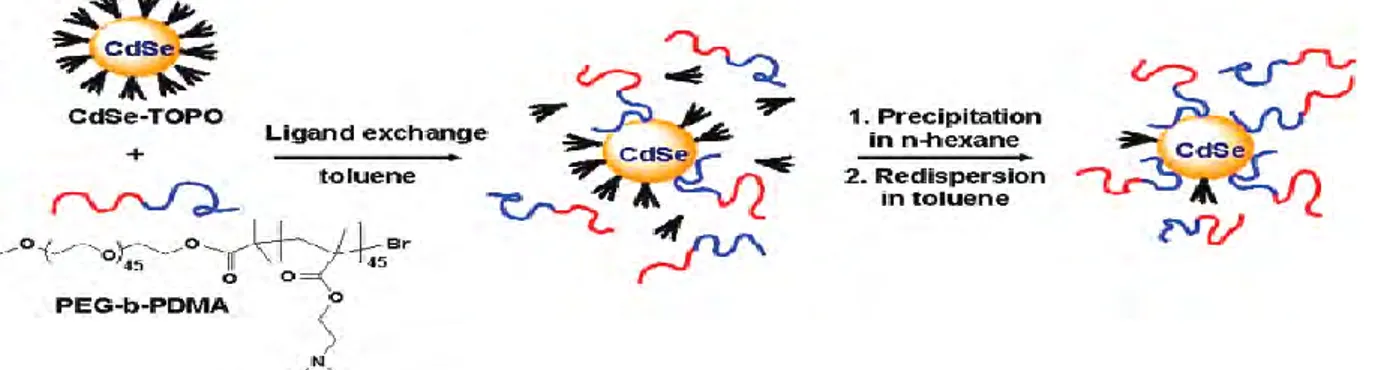 Figure  I-4 : Échange  de ligand  entre  CdSe/TOPO et le Copolymère  PEG-b-PDMA[30]. 