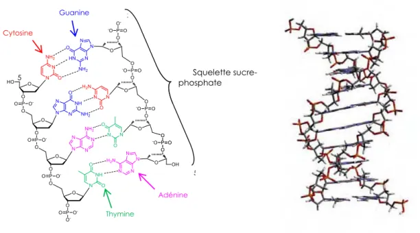 Figure 1 - Structure moléculaire de l'ADN. Liaisons hydrogène impliquées et formation de la  double-hélice de type B