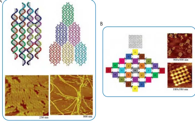 Figure 11 – A – Brique DDX (double-double cross-over) de forme hexagonale, assemblage de  plusieurs d’entre elle et visualisations AFM correspondantes