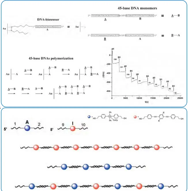 Figure 18 – A – Polymérisation d'oligonucléotides de 45 bases (diblocs) et suivi par QCM