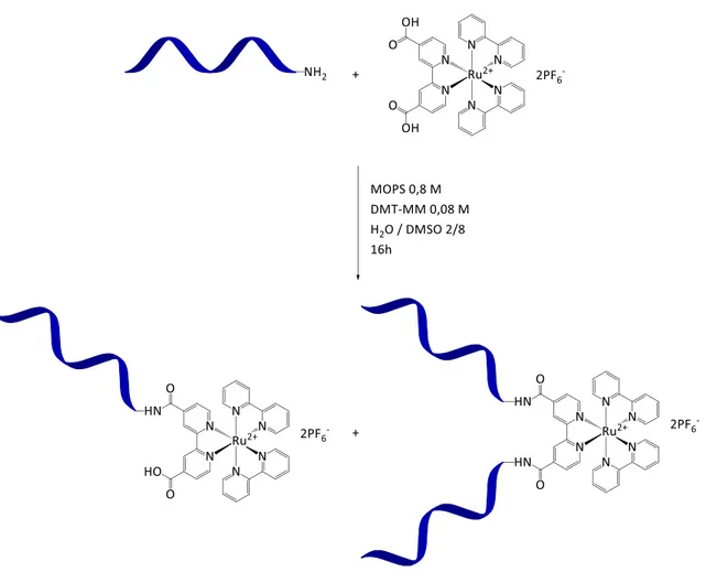 Figure 1 – Synthèse par amidation de molécules hybrides formées d’un complexe de ruthénium  lié à un ou deux oligonucléotides