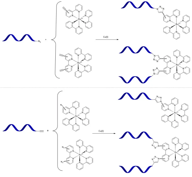 Figure 2 – Click Chemistry générale entre un ODN et un complexe de ruthénium. 