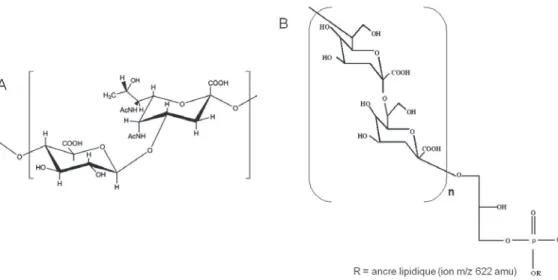 Figure  9 :  A)  Structure  générale  des  CPS  et  B)  structure  des  KPS  de  Sinorhizobium  meliloti  avec  l’ancre lipidique (Fraysse et al