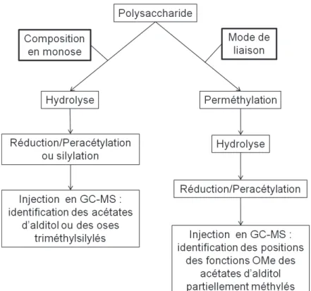 Figure  10 :  Schéma  général  des  stratégies  utilisées  en  GC-MS  pour  analyser  un  polysaccharide