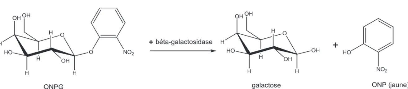 Figure 4 : Schéma de la réaction enzymatique de la béta-galactosidase sur l’ONPG 
