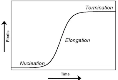 Figure 4: Formation of Amyloid fibrils: a three-step process. 
