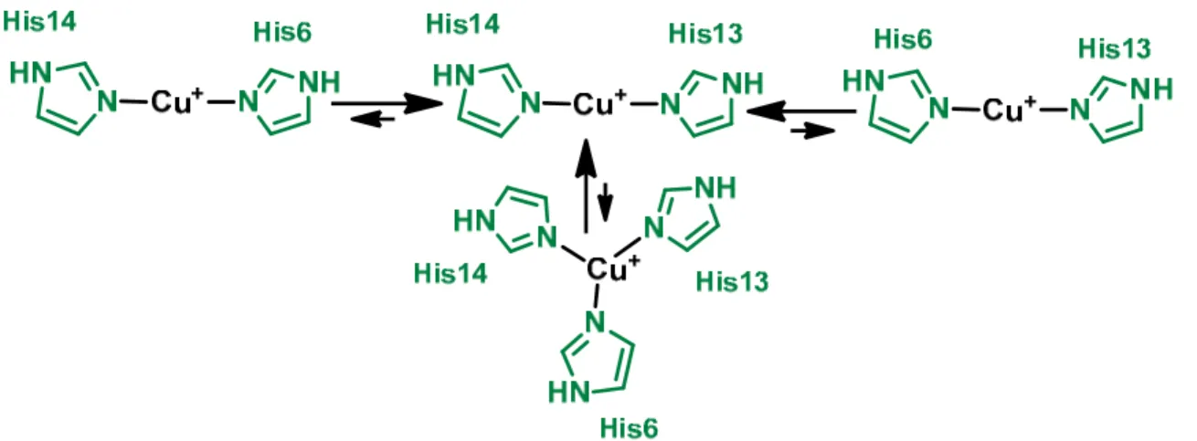 Figure 8: Cu(II) coordination to human and murin Aβ peptides and their pH dependence. 