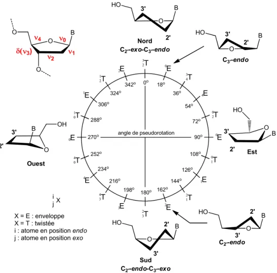 Figure 4. Angles de torsion des sucres et cycle de pseudorotation avec les  conformations des cycles furanose 