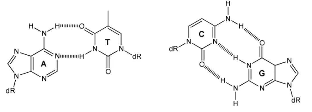 Figure 5. Appariements de type Watson-Crick
