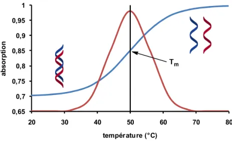 Figure 8. Détermination de la température de fusion des doubles hélices  Structures secondaires non-hélicoïdales [6,7,8]   