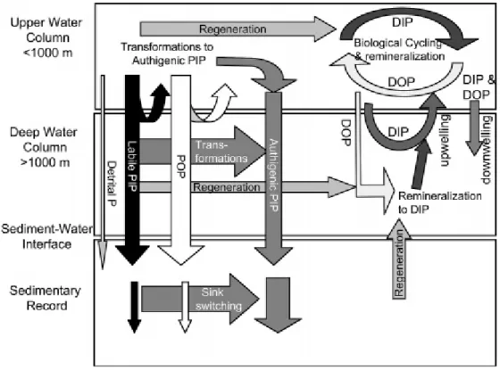 Fig.  I.  1.9.  Transformation  between  phosphorus  forms  in  the  water  column  and  sediments